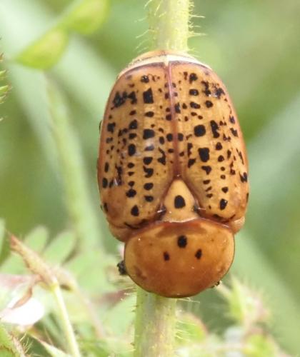 Porphyronota cinnamomea